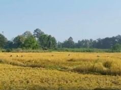 ááŹááşáĄáąáŹááşáážáŹ áááŻá¸áĄáááşáááźááşáá˝áŹáá˝ááşá¸ááŹááźáąáŹááˇáş ááąáááśááąáŹááşáá°áá˝áą á
ááŤá¸ááťááşá
áŽá¸áážáŻáážáááą