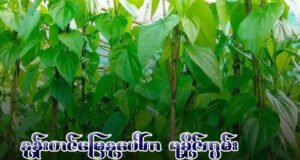 နုန်းတင်မြေနုပေါ်က ရခိုင်ကွမ်း