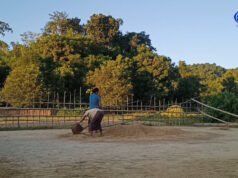မင်းပြားမှာ စပါးအထွက်နူန်းနည်းတဲ့အပြင် စပါး ဝယ်ယူသူလည်း မရှိဖြစ်နေ