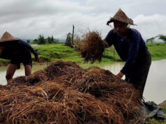 အာရက္ခတပ်တော် နဲ့ ဘင်္ဂလားဒေ့ရှ်အစိုးရ ဆက်ဆံရေး အဆင်မပြေတာကြော င့် ရခိုင်ကတောင်သူတွေ စပါးရောင်းမထွက်မှာစိုးရိမ်နေ