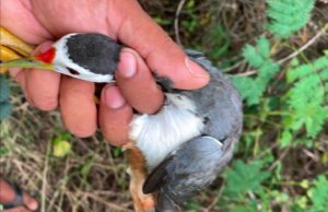 ááááŻááşáážáŹ ááąáŹáááŻááşá¸ááááá
ášááŹááşáá˝áąááᯠáááşá¸ááŽá¸ááąáŹááşá¸ááťááŹáááŻááşáááŻáˇ ADFEM ááŻááşááźááş áááááąá¸